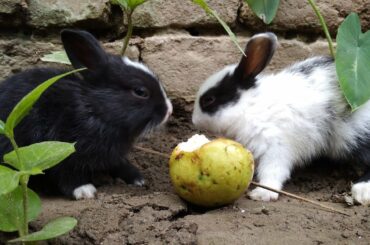 Cute Bunnies Funny Moment Compilation 😍/ Baby Bunnies 🐰 Welcome Party 🎉