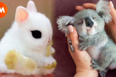 The  CUTEST BABY ANIMALS 🥰