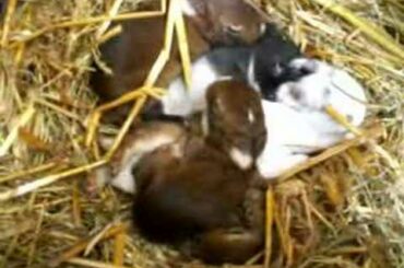 Cute baby rabbits