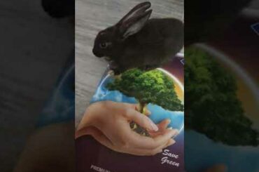 cute rabbit got confused between real plans and pictures