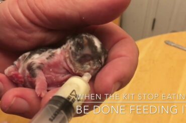 How to bottle feed baby rabbits: 3 days old.