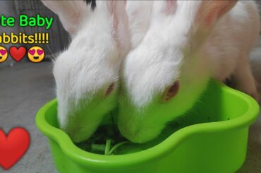 Rabbit eating Kalmi Shak | Cute Rabbit Eating Competition | Part 2