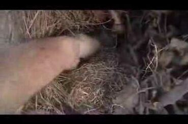 Baby rabbits nest