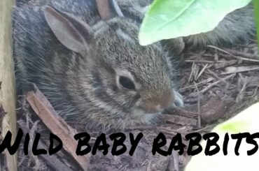 Wild baby rabbits in my yard - update 4