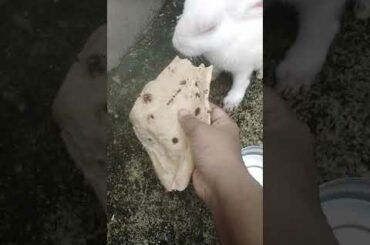 cute rabbit 🐰 eating chapati💚💛💜