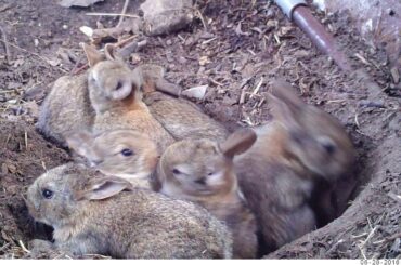 Young life - Baby rabbits and their mom (Bushnell Nature View)