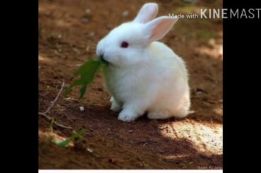 cute rabbit 🐰 picture