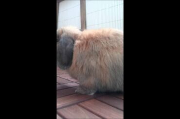 cute bunny