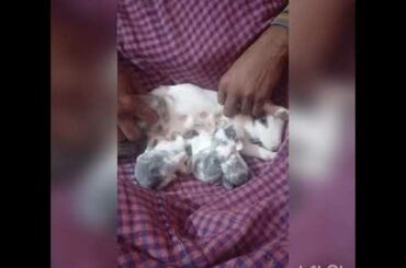 Baby rabbits feeding milk from their mother