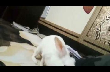 cute funny rabbit