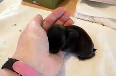 Baby rabbits before a feed