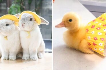 Animals SOO Cute! Cute baby animals Videos Compilation cutest moment - Cute animal planet #40