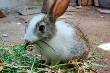 Cute Bunny eating