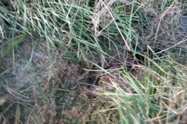 3 Baby Rabbits in their Burrow (Hole)