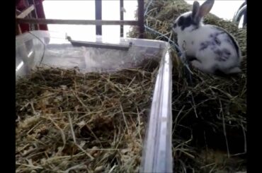 5 week old baby rabbits