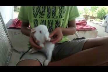 Cute 🐰 little bunny talk show