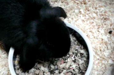 Lop Rabbits - Cute Mini Lop Eating Lunch