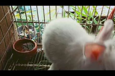 MY CUTE LITTLE BUNNY STANDING UP