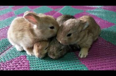 Rabbit kittens try to play innosently