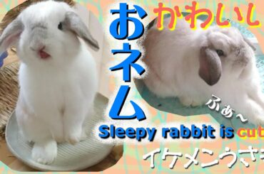 #67【うさぎのおネムはかわいい】(Sleepy rabbit is cute) ロップイヤー ホーランドロップ