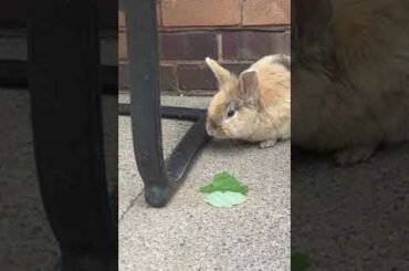 My Little baby bunny