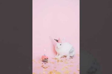 Cute Bunny Birthday