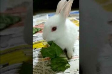 Funny Baby Bunny Rabbit Videos  - Cute Rabbit