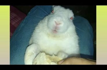 || Cute Baby Bunny Rabbit Videos 🐇 Baby Animal Video bunny 2020||