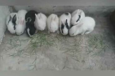 CUTE AND ADORABLE BABY BUNNIES