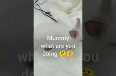 cute bunny inspecting new  blankly