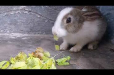 Cute bunny eating morning food