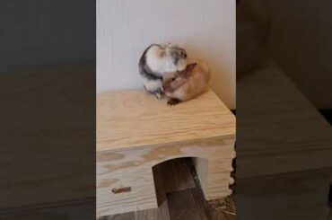bunnies being cute
