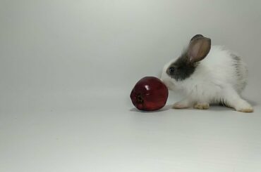 Cute Rabbit Eating Apple ASMR