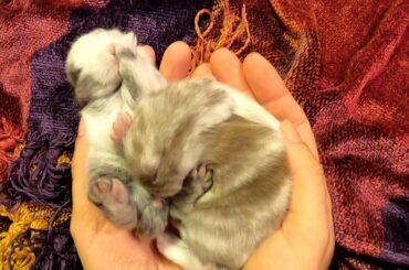 Baby bunny grooms sibling & sucks toes