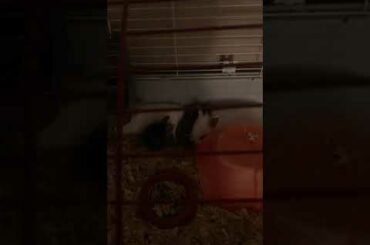 16 seconds of baby rabbits being fat little fuckers