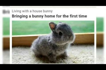 Cute bunnies