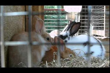 #01 Cute baby Domestic Rabbit.かわいいカイウサギの赤ちゃん。