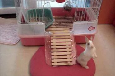 I have a rabbit in the house