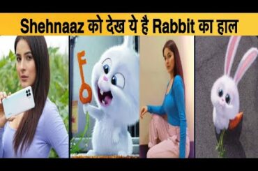 Shehnaaz Gill की Fan List में शामिल हुए ये Cute से Rabbit | Special Video for Shehnaaz Gill