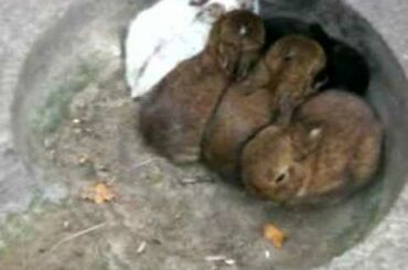 Baby Rabbits Outdoors