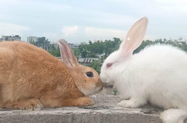 Funny and Cute Baby  Rabbit Videos - CREATIVE CREEK