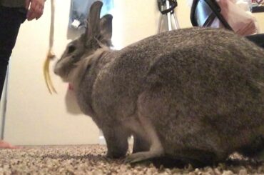 Cute rabbit plays with cat toy - Buneary playing