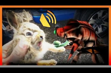 Baby Bunny SNARK Attack - Half Life SFX