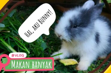 Cute Bunny "Kelinci Makan Lahap" #Vlog