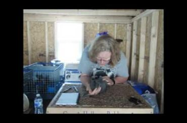 How and When I Wean my Baby Bunnies