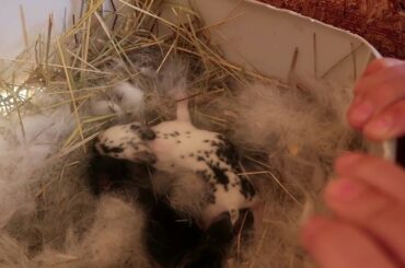 Baby bunnies progress video| RG Rabbitry