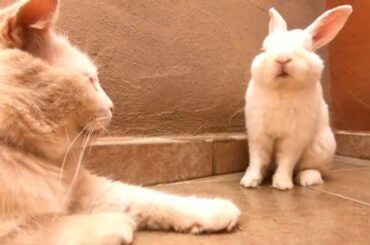 Cute rabbit and cat have a chat