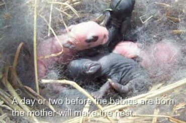 1 Day Old Baby Rabbits
