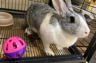 BABY RABBIT GROW UP FROM 1 MONTH TO 1 YEAR OLD || CUTE BUNY 🐇
