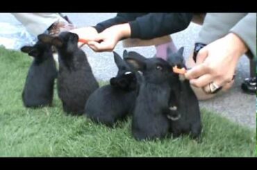 Wild Baby Rabbits